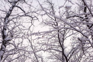 snowy winter forest with oak tree pillars.