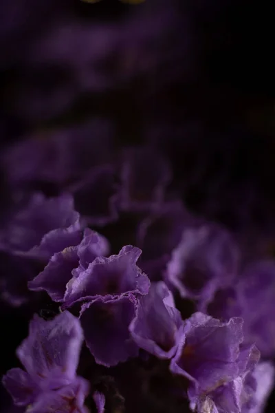 Statice Notched Purple Attraction Dramatic Macro Photography Purple Flowers — Fotografia de Stock