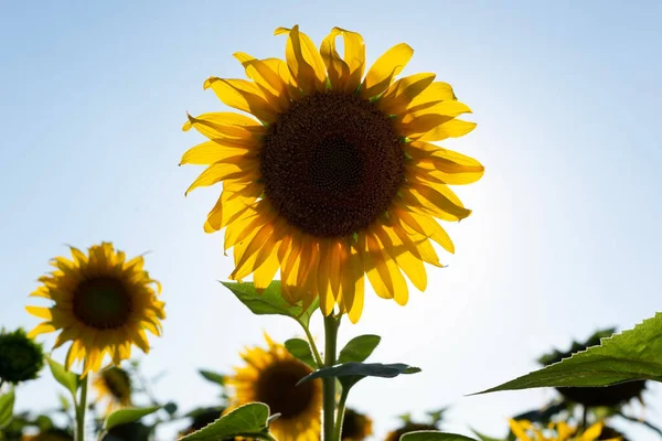 Beautiful Sunflower Close Field — Fotografia de Stock