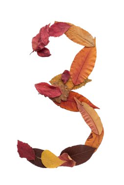 3 numaralı sonbahar yaprakları beyaz arkaplanda izole edilmiş.
