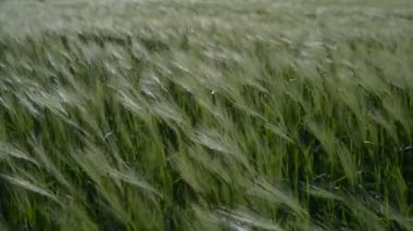 Baharda Ukrayna tarlasında genç yeşil buğday dallarının hareketi.