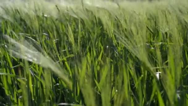 春小麦幼穗在乌克兰草原上的运动 — 图库视频影像