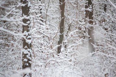 snowy winter forest with oak tree pillars.