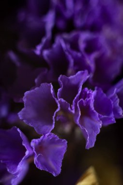 Statice notched Purple attraction dramatic macro photography of purple flowers.