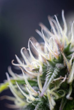 Esrar yetiştirme tesisi koyu yeşil arka planda. Uzun yatay afiş, esrarlı kenevir renkli ve mor renkli. Esrar tomurcuklu kostüm fotoğrafı. Metin için boş yeri olan modern tarzda..