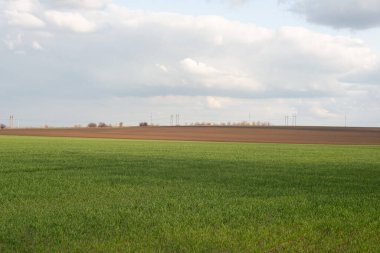 Ukrainian landscape of a green field in spring against a cloudy sky.