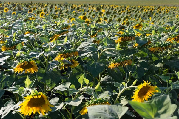 Field Sown Sunflower Landscape Ukrainian Summer Noon —  Fotos de Stock