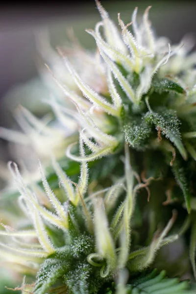 Pěstování Konopí Tmavozeleném Pozadí Dlouhý Horizontální Prapor Marihuanovým Konopím Barevném — Stock fotografie