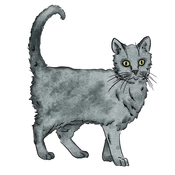 Akvarell Illusztráció Egy Szürke Színű Macska Egy Fehér Háttér Cat — Stock Fotó