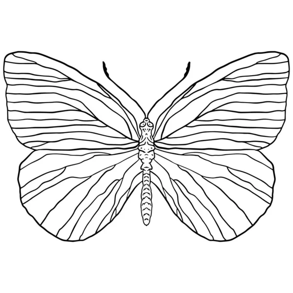 Schwarz Weiße Umrisszeichnung Eines Schmetterlings Auf Weißem Hintergrund Vektor Isolierte — Stockvektor