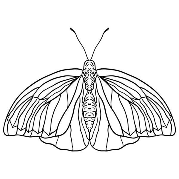白い背景に美しい蝶の黒と白のイラスト あなたのデザインの要素として蝶の絶縁ベクトルイラスト — ストックベクタ