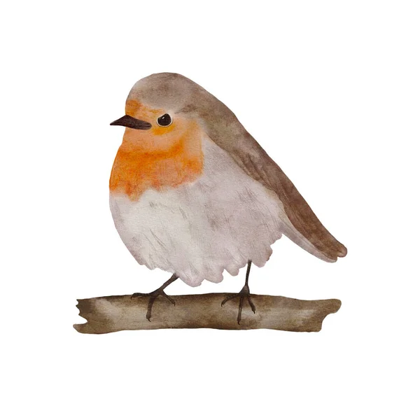 Hand Drawn Watercolor Illustration Cute Robin Bird White Background Illustration — Stock Photo, Image