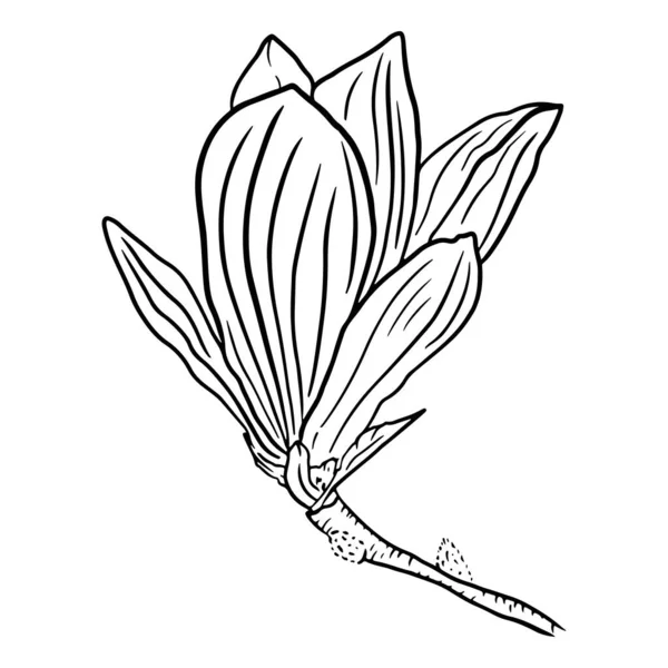 Красивый Цветок Магнолии Ветке Черно Белый Контур Иллюстрации Цветка Вашего — стоковый вектор