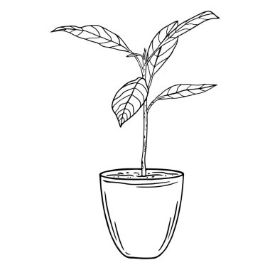 Black and white outline illustration of an avocado sprout in a flower pot.