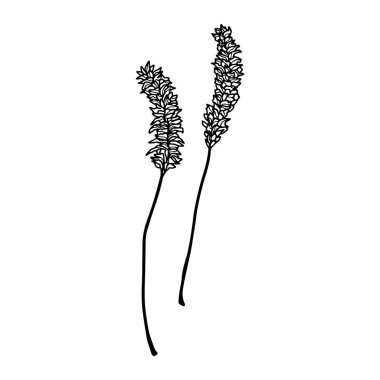 Vector black and white outline illustration of two wildflowers. Set of two beautiful flowers for your design.