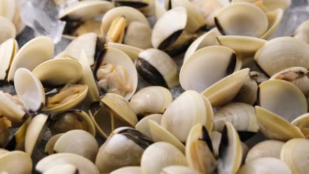 Fresh White shell clams. ready to cook. Rotating video — Stock Video