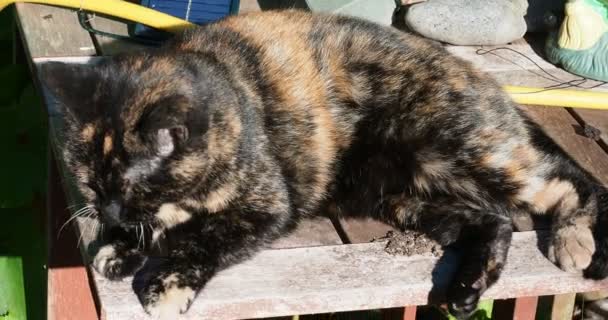 Eine schöne Schildpatt-Katze entspannt sich in der Sonne und pflegt, kurzes HD-Video — Stockvideo
