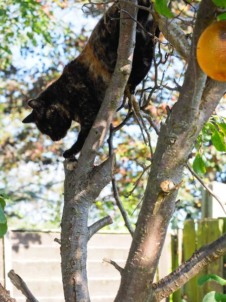 A cat in a tree — Stock Photo, Image