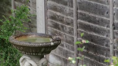 Bahçe kuşu banyosunda banyo yapan bir serçenin kısa videosu.