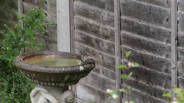 庭の鳥風呂でのスズメ浴の短いビデオ — ストック動画