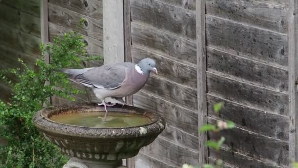 Krótki filmik z drewnianym gołębiem pijącym z ogrodu birdbath — Wideo stockowe