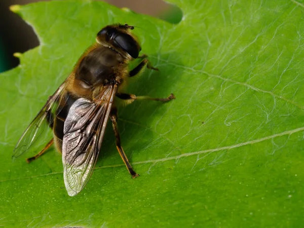 Macro imagen de una mosca voladora descansando sobre una hoja de vid — Foto de Stock