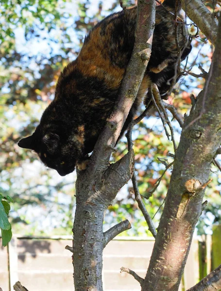 A cat in a tree — Stock Photo, Image