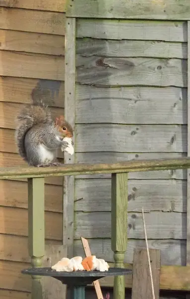 Ein graues Eichhörnchen frisst Brot im Garten — Stockfoto