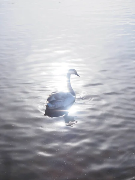 太陽の光が差し込む池の上の若い白鳥は — ストック写真