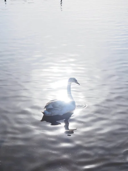 Молодой лебедь на озере в луже солнечного света — стоковое фото