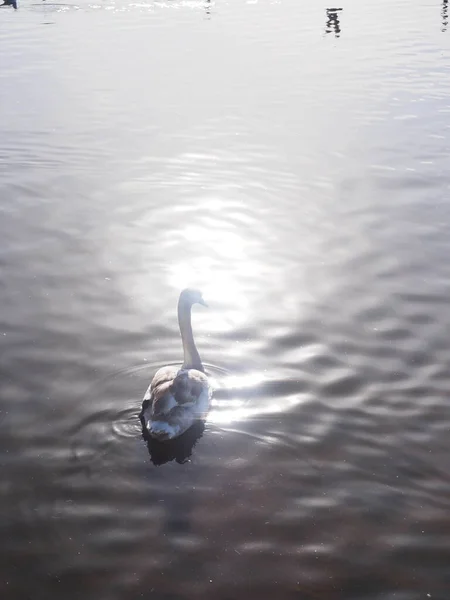 Молодий лебідь на озері в басейні сонячного світла — стокове фото