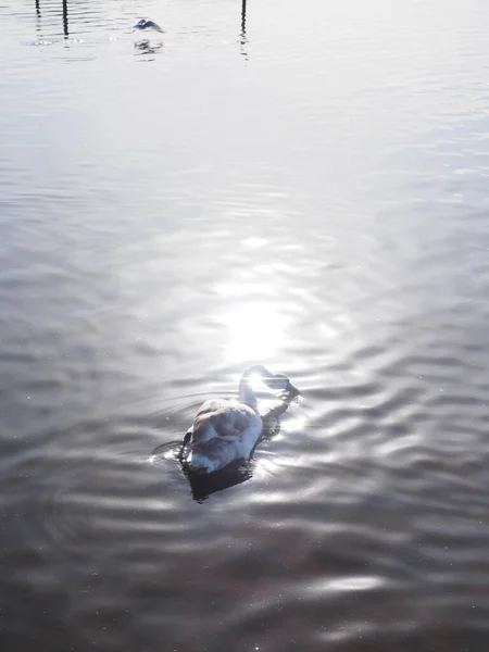 Ένας νεαρός κύκνος σε μια λίμνη σε μια λίμνη ηλιακού φωτός — Φωτογραφία Αρχείου
