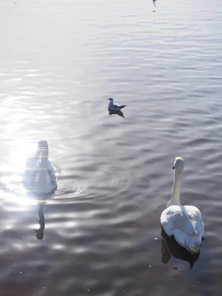 太陽の光が差し込む池の上の若い白鳥は — ストック写真