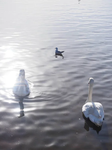 Un giovane cigno su un lago in una piscina di luce solare — Foto Stock