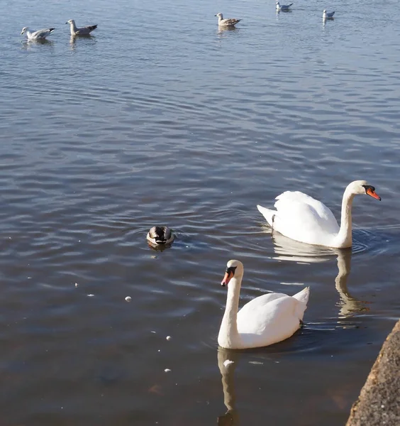 Дві білі лебеді на воді озера — стокове фото