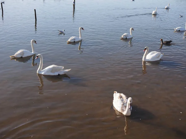 Группа лебедей и птиц плавает на озере в парке — стоковое фото