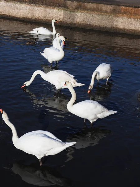 浅い水の中で給餌する白鳥の群れ — ストック写真
