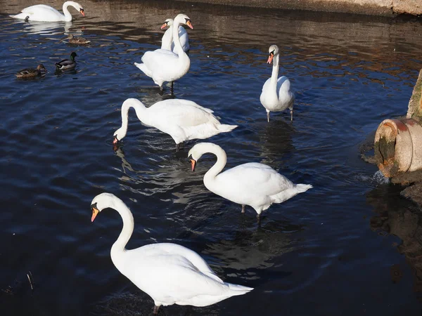 浅い水の中で給餌する白鳥の群れ — ストック写真