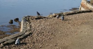 Göl kenarındaki çakıllı güvercinlerin kısa HD 4k video klibi