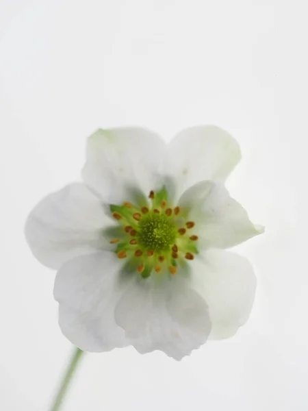 Uma flor branca pálida em um fundo branco, chave alta — Fotografia de Stock