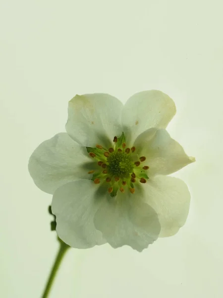 En blek vit blomma på en vit bakgrund, hög nyckel — Stockfoto