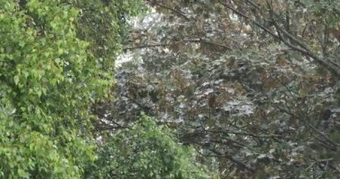 Ağaç dalları ve yapraklardan oluşan kısa bir HD film klibi güçlü bir rüzgar ve yağmurda esecek.