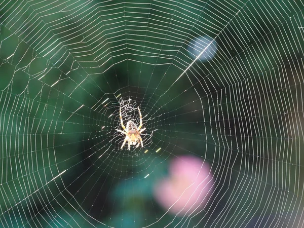 Een close-up macro foto van een tuinspin verlicht op zijn web — Stockfoto