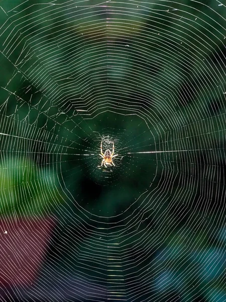 Een close-up macro foto van een tuinspin verlicht op zijn web — Stockfoto