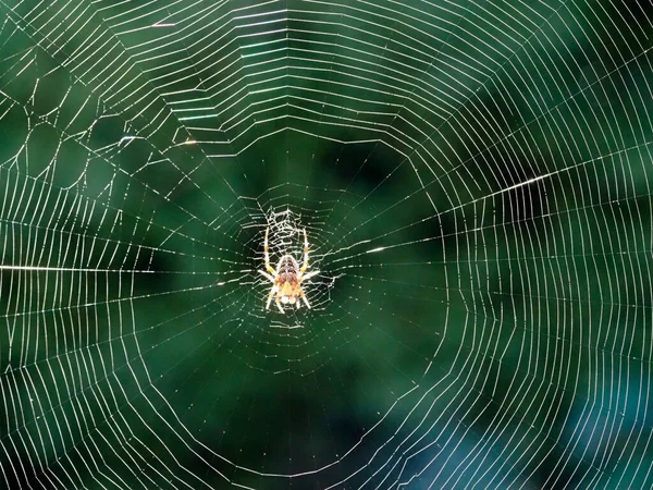 Una imagen macro de cerca de una araña de jardín retroiluminada en su web —  Fotos de Stock