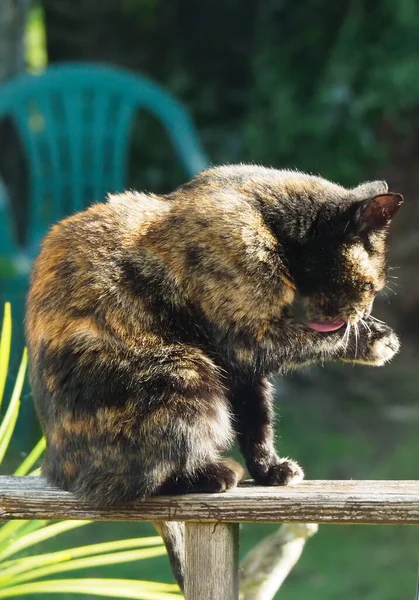 A tortoiseshell cat licking her paw whilst sat in the sunshine — Stock Photo, Image