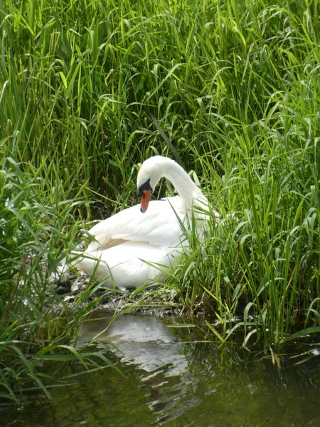Un cisne solitario se sentó en un nido entre unas cañas — Foto de Stock