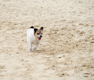 Kumsalda koşan şirin, mutlu bir köpek.
