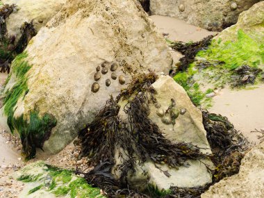 Midyeler ve deniz yosunları büyüyüp sahildeki kayalara tutunuyorlar.