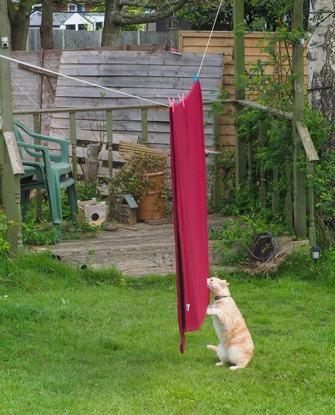 A light ginger cat sniffing a red blanket hanging on a washing line in a garden — Stock Photo, Image